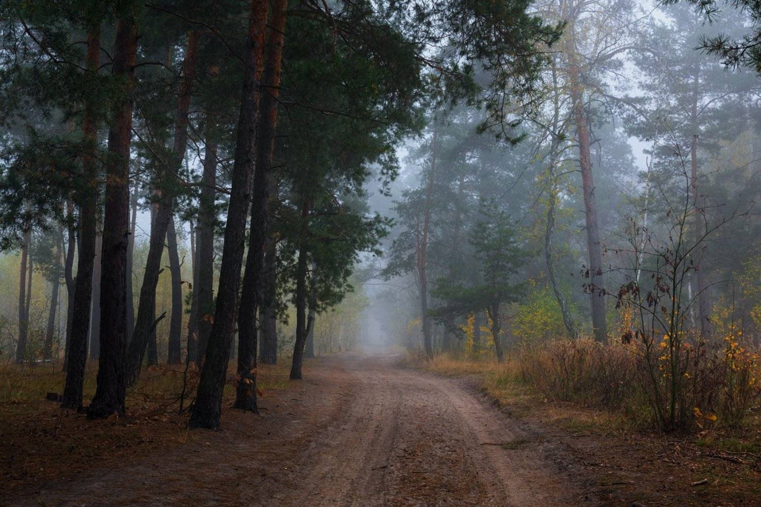 лес, осень, октябрь, утро, рассвет, туман, Галанзовская Оксана