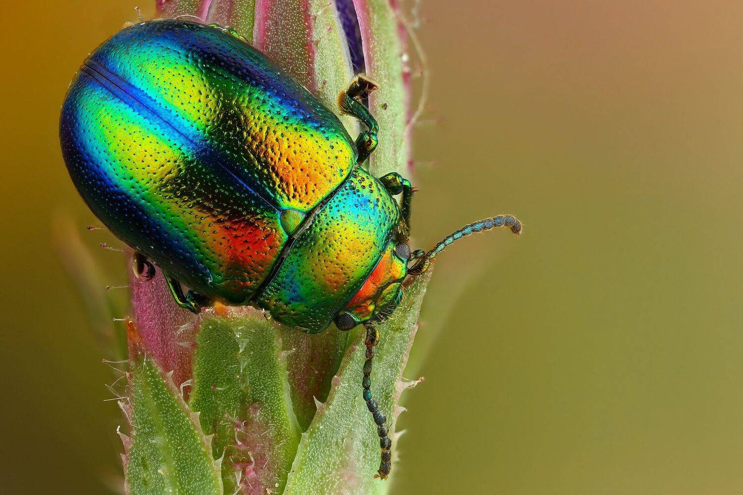 жук,макро,природа,усы,цвет,зеленый,растение, Андрей Шаповалов