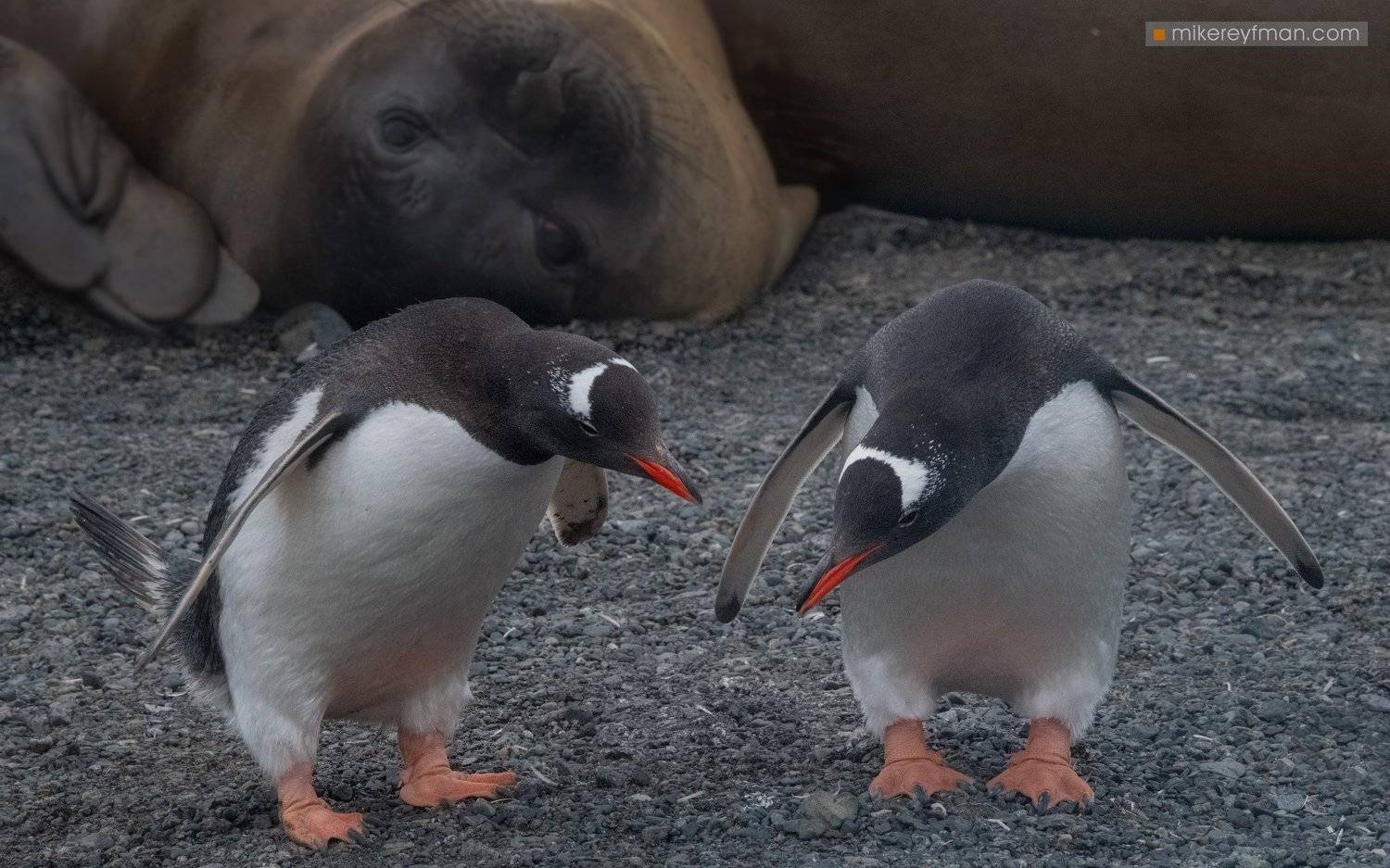 gentoo-penguin, southern_elephant_seal, yankee_harbour, greenwich_island, shetland_islands, antarctica, animal_wildlife, animals_in_the_wild, antarctica, aquatic_mammal, beach, male_animal, nature, no_people, the_natural_world, Майк Рейфман