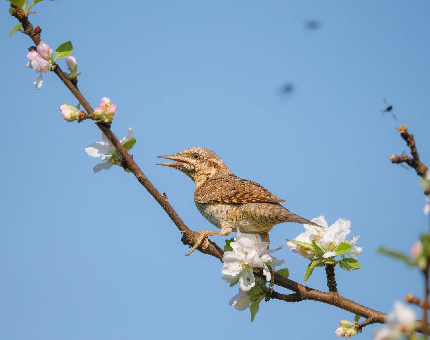 Nature  Animal,  Animal Wildlife,  Animals In The Wild,  Bird,  Day,  Jynx torquilla,  вертишейка,  обыкновенная вертишейка,  май,  цветение,  яблоня, Ксения Соварцева