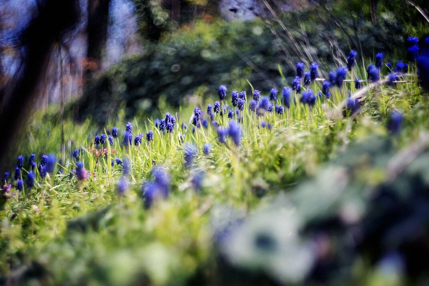 , Иван Георгиев