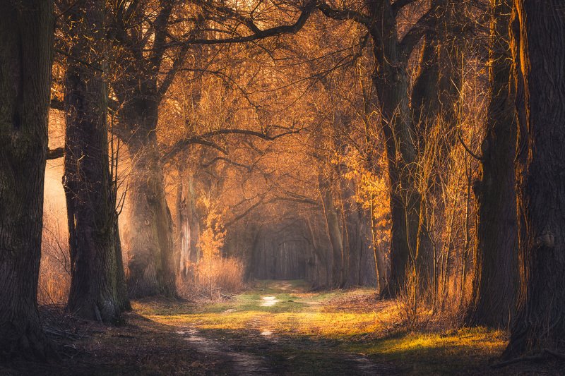 Golden alley фото превью