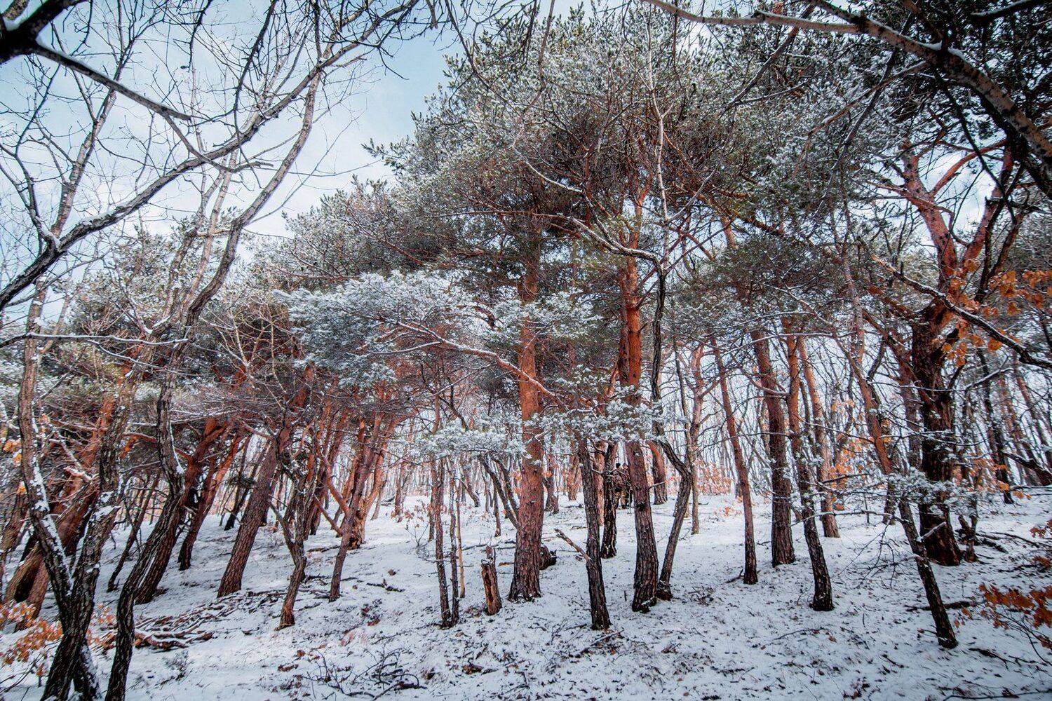 , Сигида Дмитрий