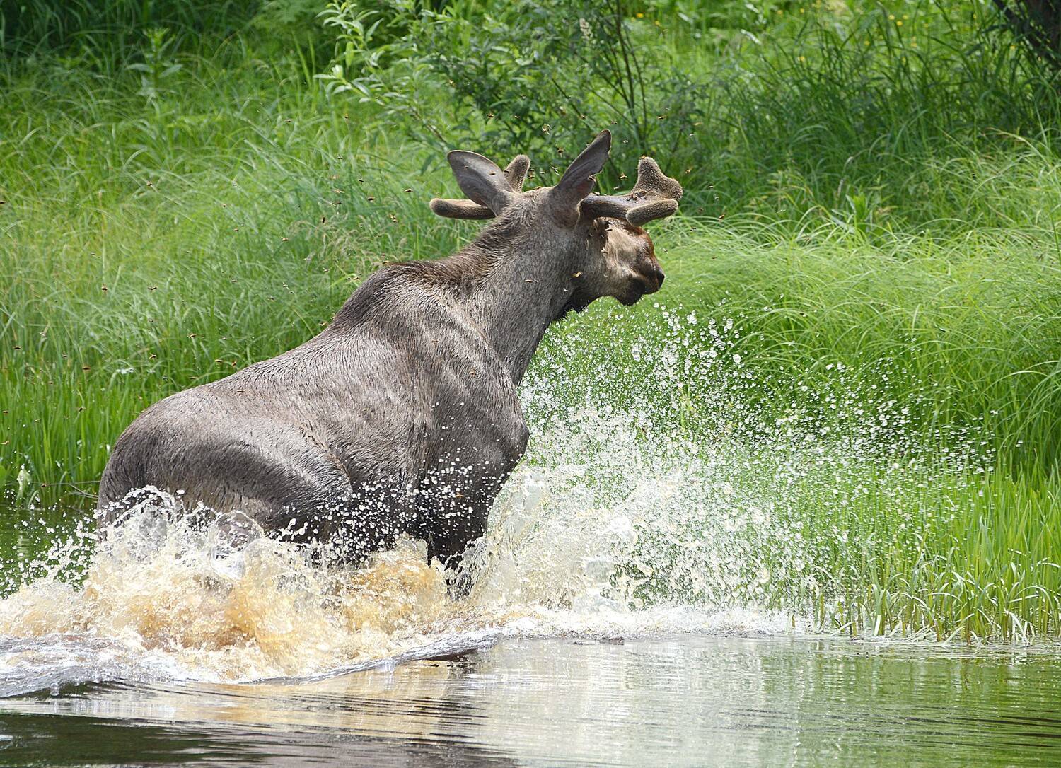 , Михаил Белоусов
