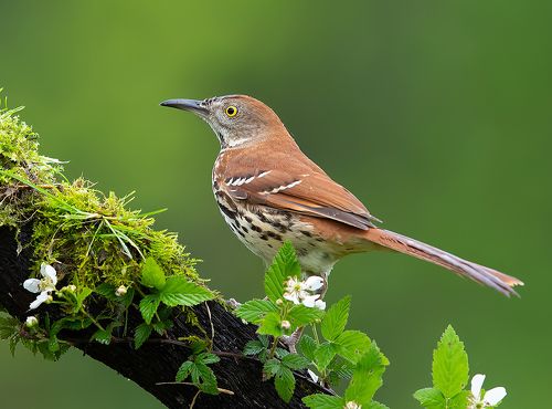 Коричневый пересмешник -Brown Thrasher