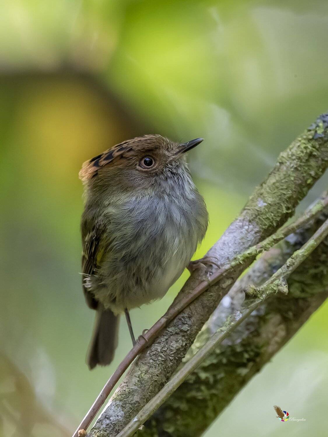 , Fernando Burgalin Sequeira