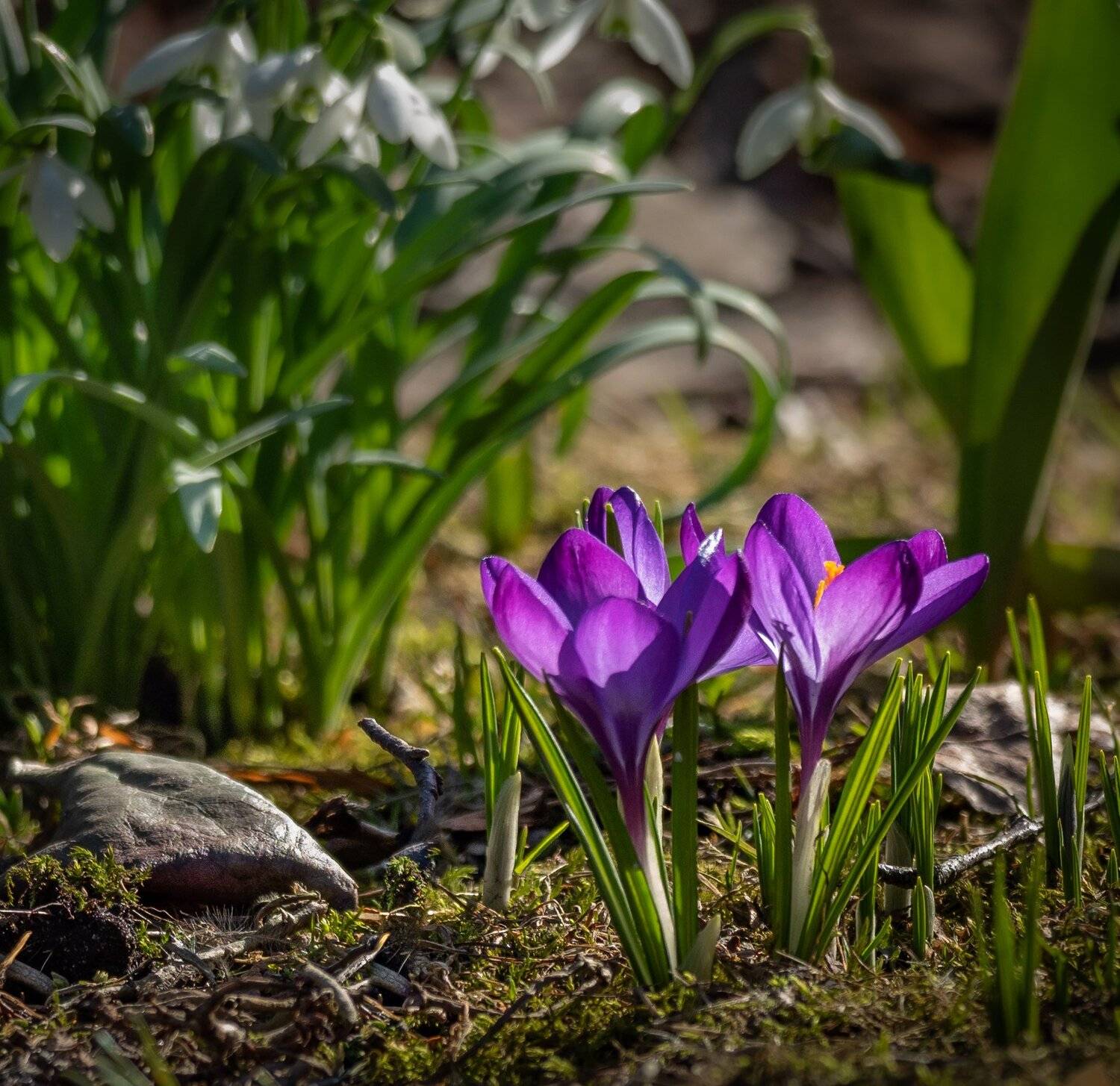 , Курлянцев Алексей