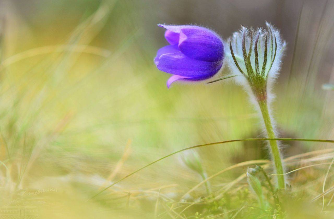 сон-трава, прострел, макросъемка, весна, первоцветы, цветы, макро, Юлия Абрамова