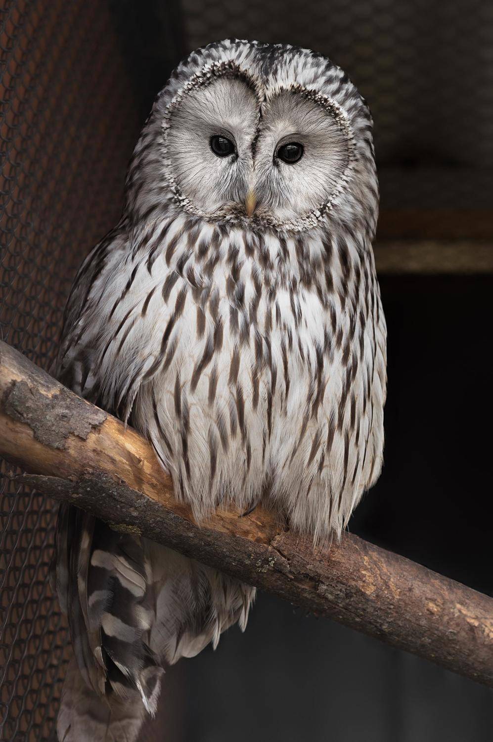 птицы, неясыть, длиннохвостая неясыть, минск, беларусь, минский зоопарк, minsk, belarus, minsk zoo, owl, birdphotography, bird, birds,ural owl, Полина Хрол