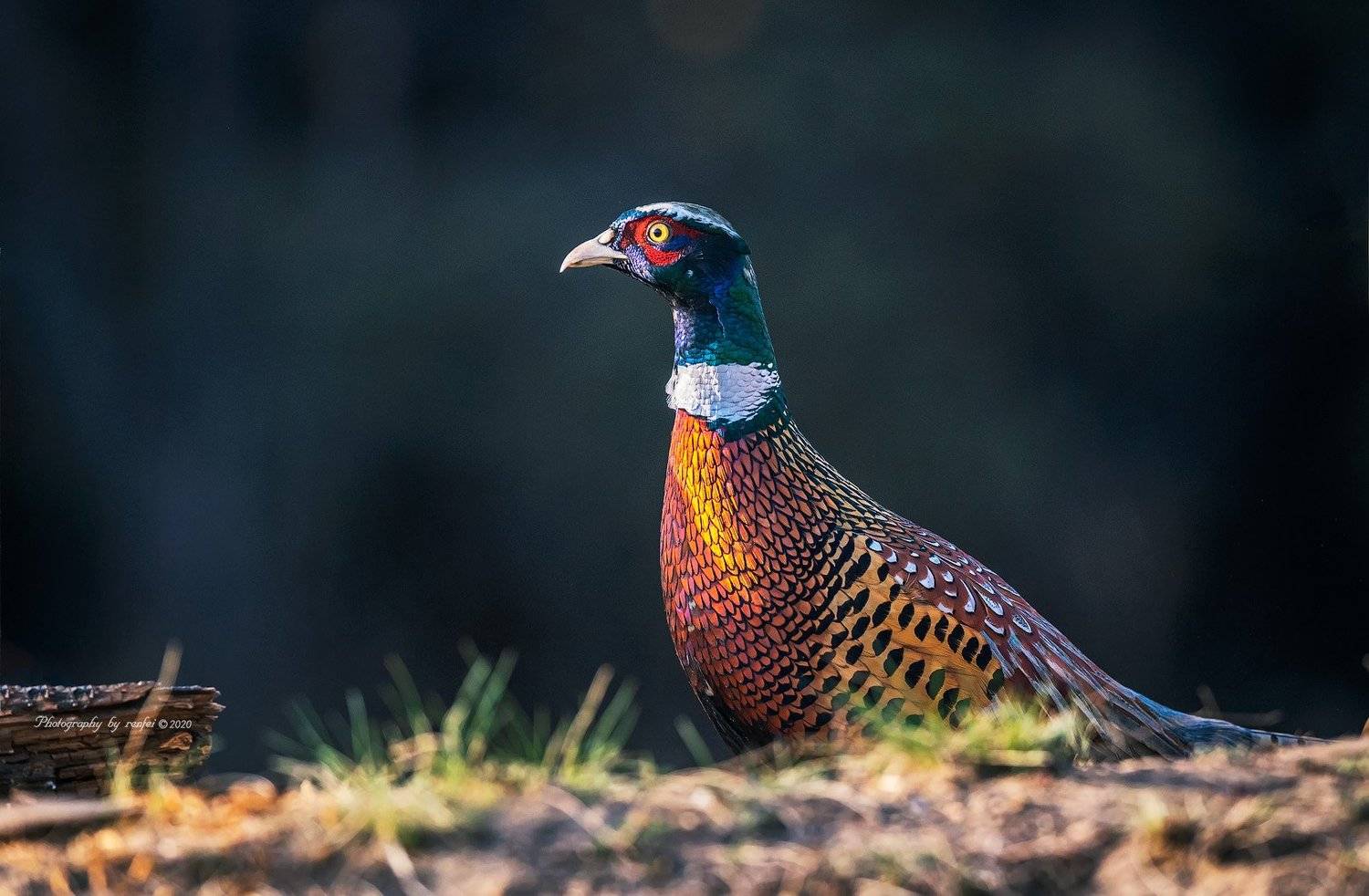 环颈雉, 御风 任飞