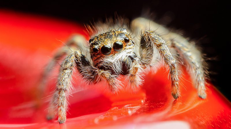 Скакуша фото превью