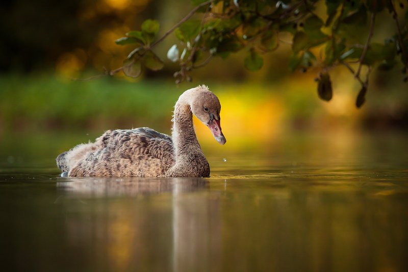Black swan фото превью