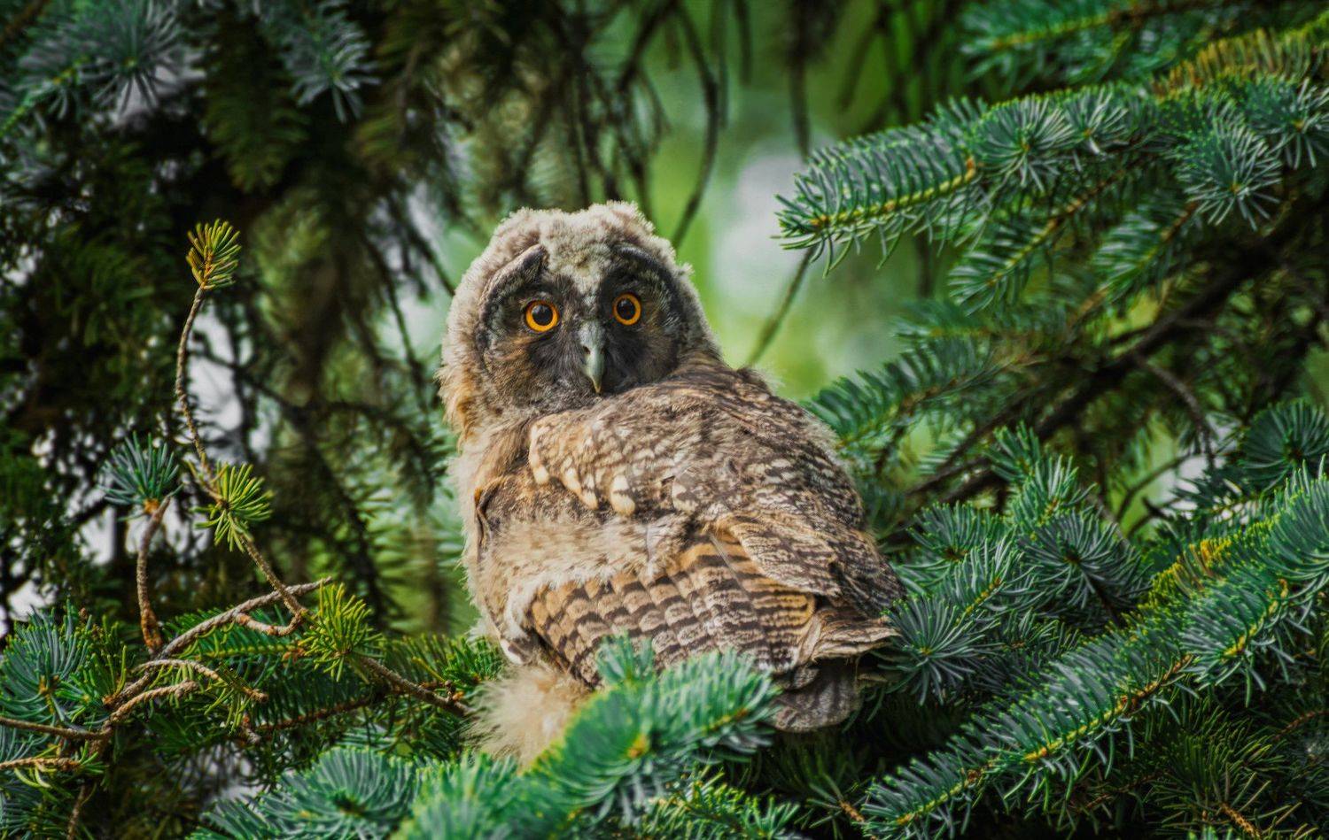 хищная птица, сова, лес,, Марина Мочалова