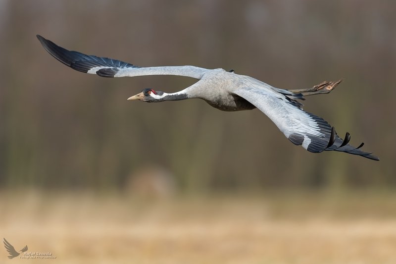 Żuraw, Common Crane (Grus grus) ... 2020r фото превью