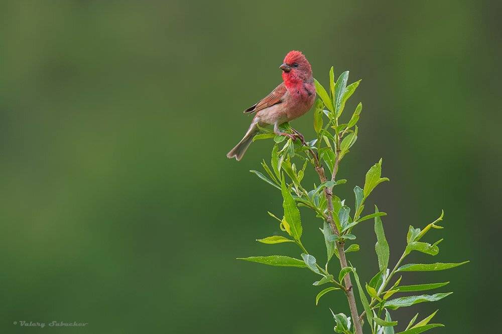 , Валерий Субачев