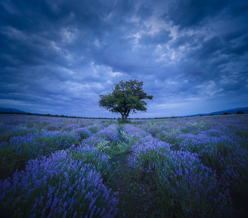 Blue hour on the purple fields фото превью