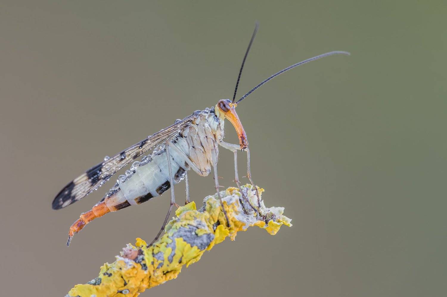macro, Massimo Tamajo