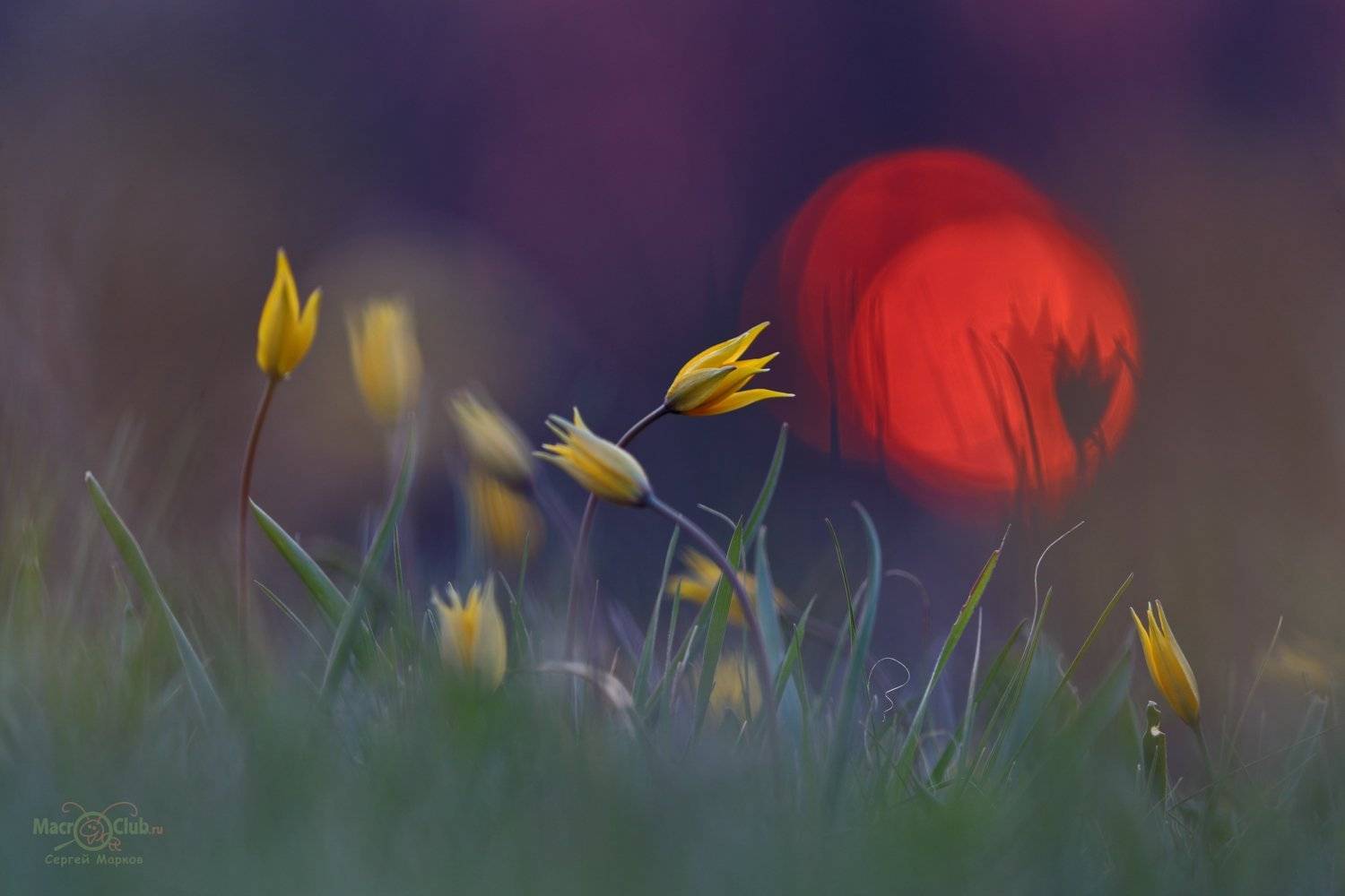 тюльпан,дубравный,биберштейна,tulipa,biebersteiniana,солнце,закат,quercetorum,самарский, лес, Sergii Markov