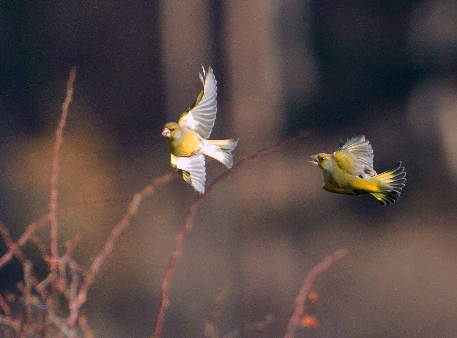 , Красимир Георгиев