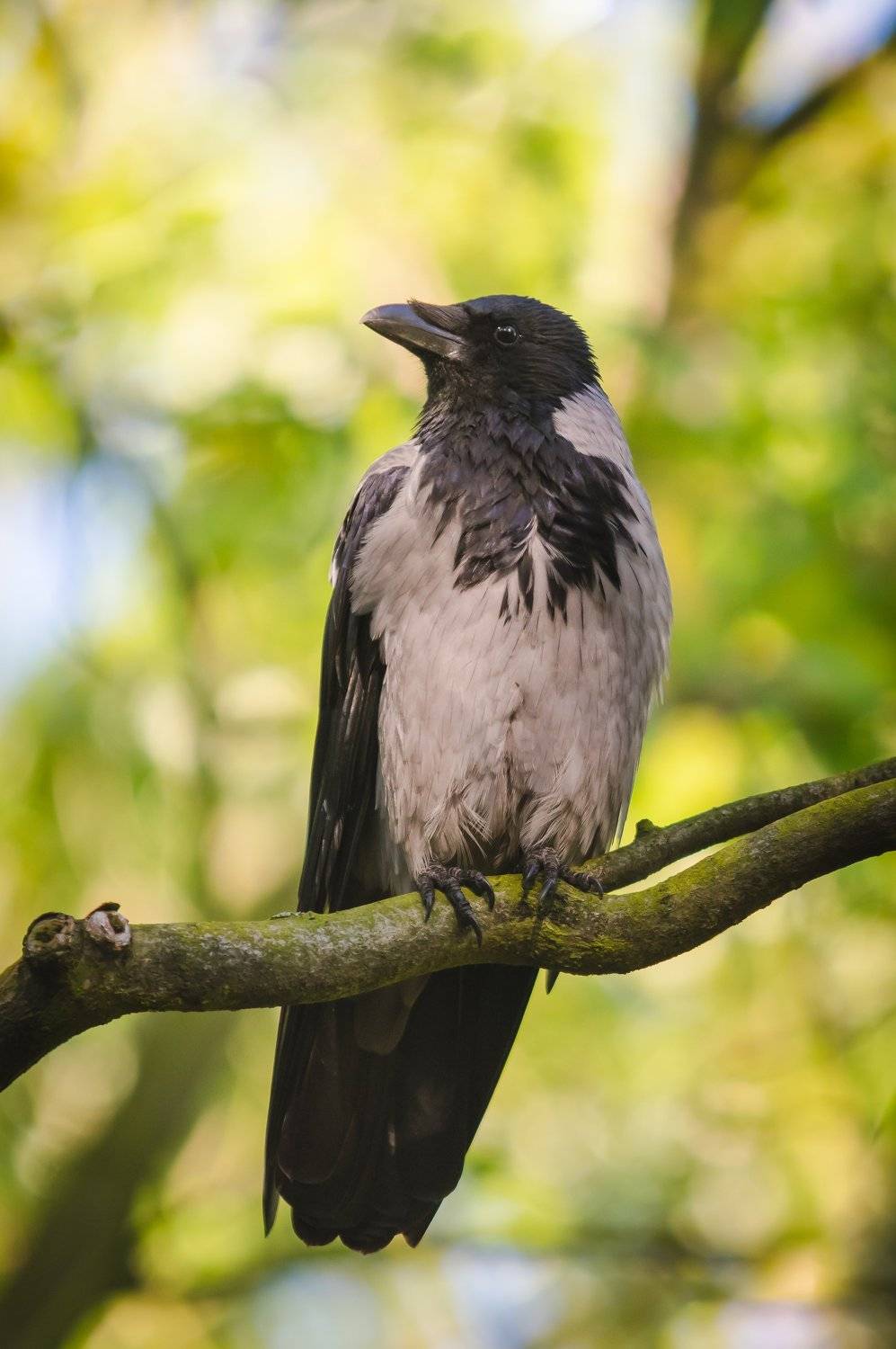 Hooded crow. Автор: Maciej Werbliński , Maciej Werbliński