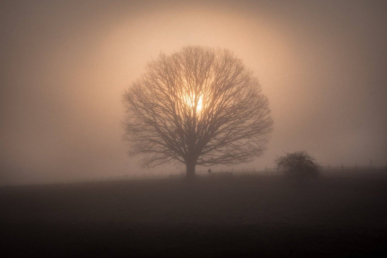 tree, sun, fog, mist, sunrise, light, nature, landscape, Lubo&scaron; Prchal