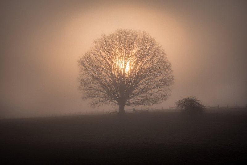 tree, sun, fog, mist, sunrise, light, nature, landscape Kings Crown фото превью