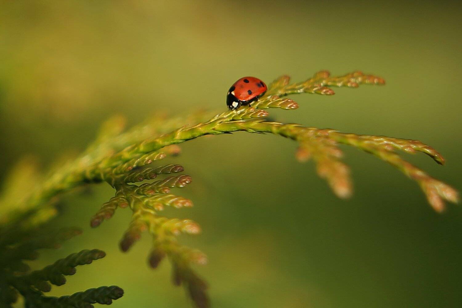, Эдуард Колобошников