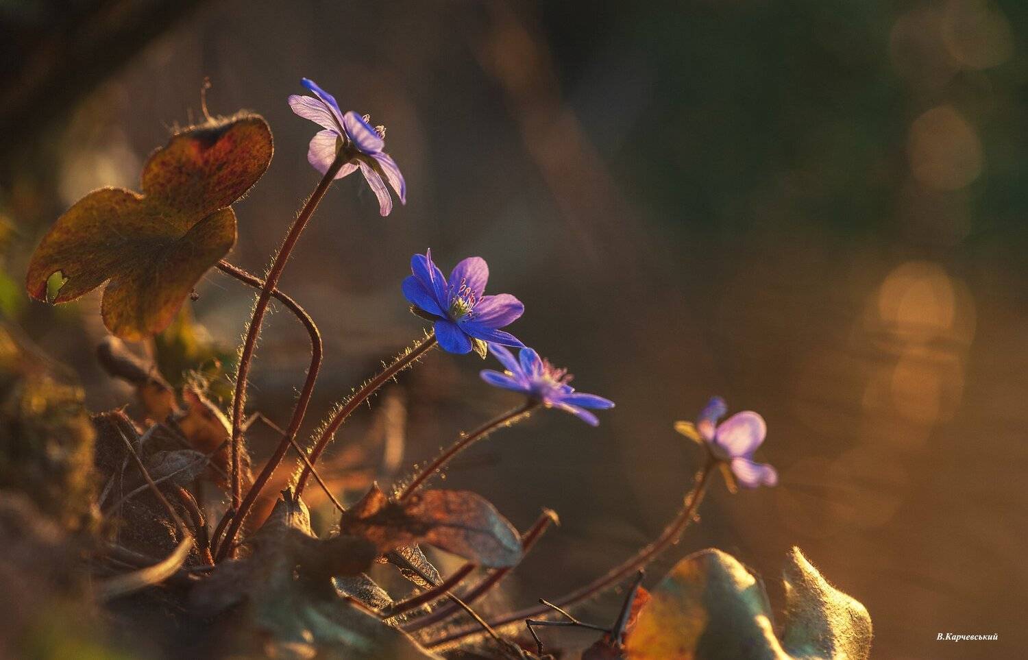 , Володимир Карчевський