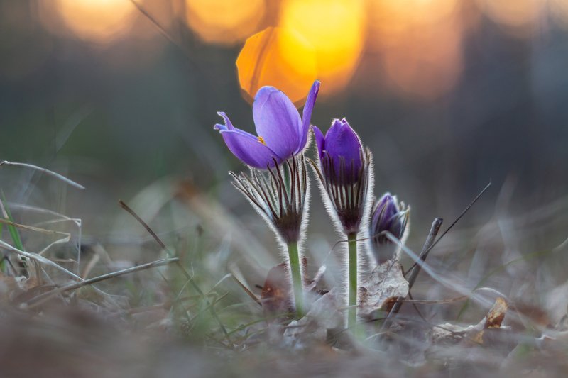 сон-трава, первоцвет, лес, заповедник, весна  фото превью