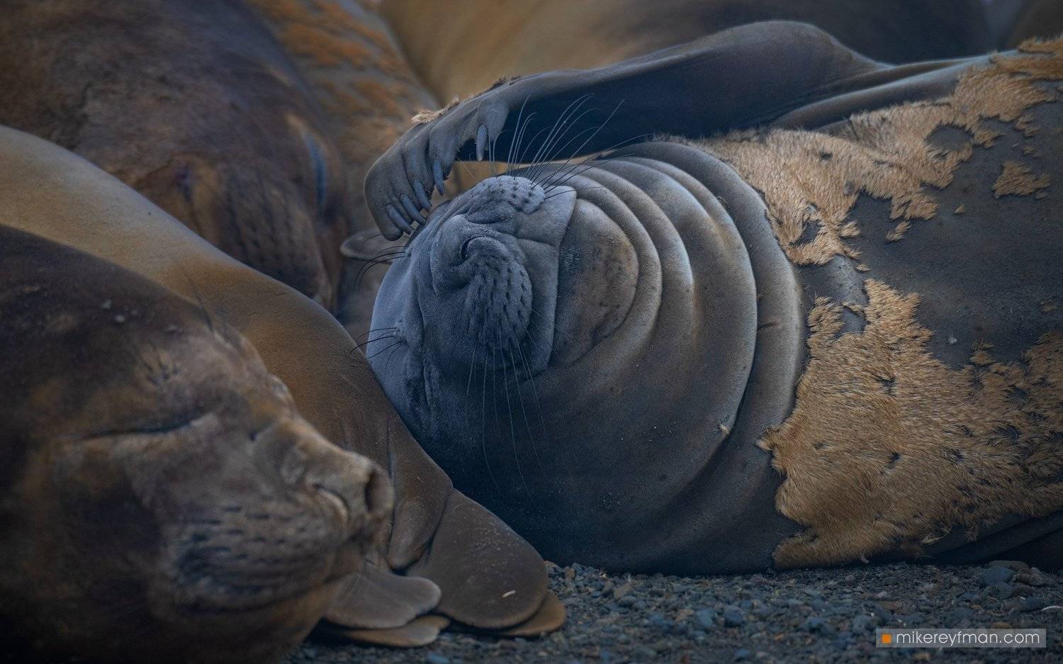 southern_elephant_seal, yankee_harbour, greenwich_island, shetland_islands, antarctica, animal_wildlife, animals_in_the_wild, antarctica, aquatic_mammal, beach, male_animal, nature, no_people, the_natural_world, Майк Рейфман