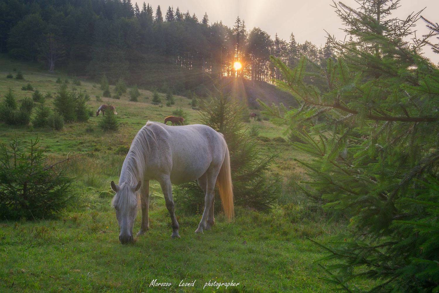 #nature, #туман, #лес, #oсень, #украина, #карпаты, #пейзаж, #закат, #туман, #солнце, #свет, #mountain range, #mountains, #туризм, #лес, #nature, #природа,, Леонид Морозов