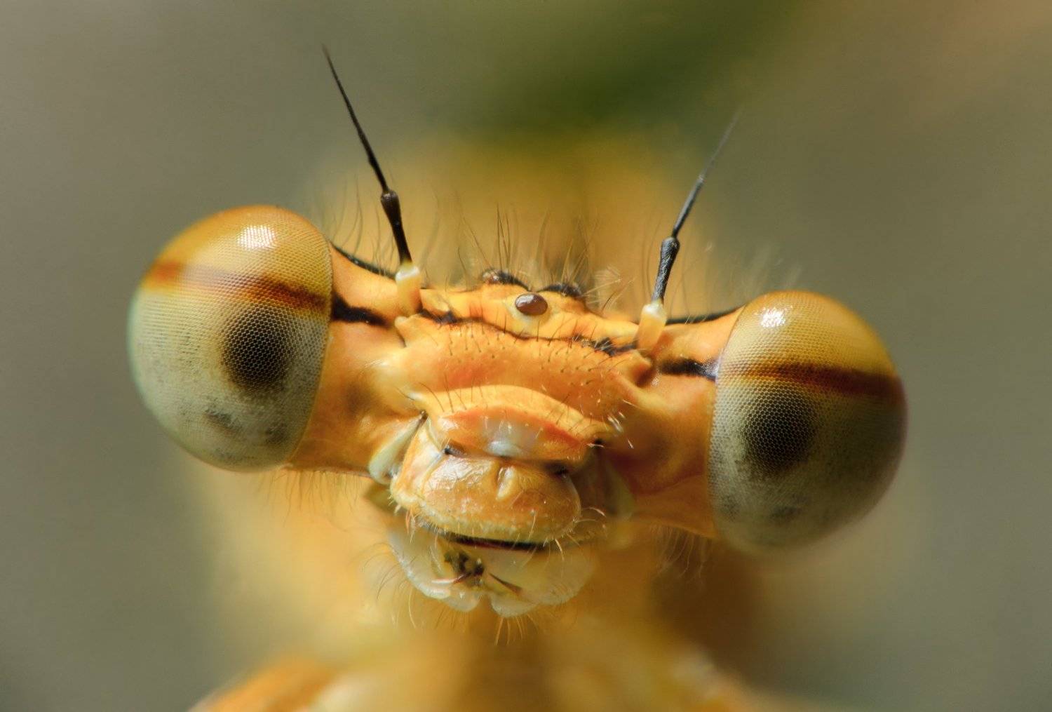 , Сергей Масленников