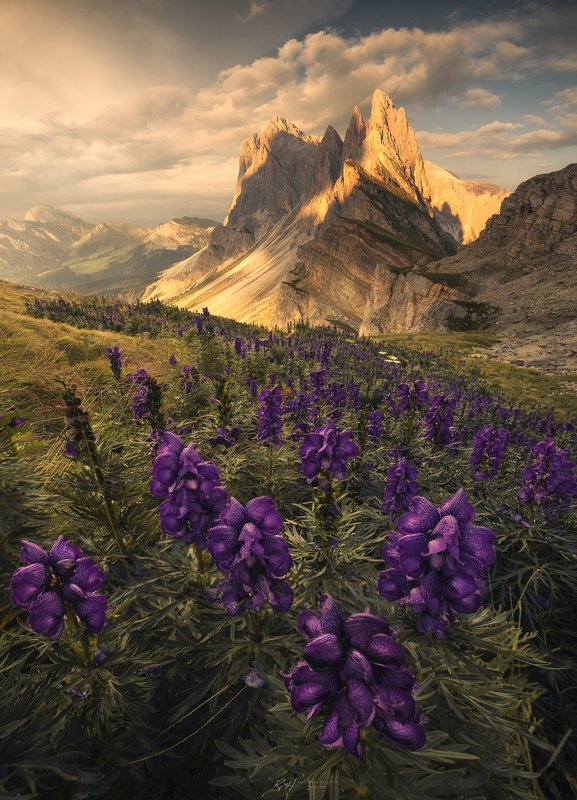 #landscape, #dolomites, #italy, #fineart, #sunset “Aconitum Napellus” фото превью