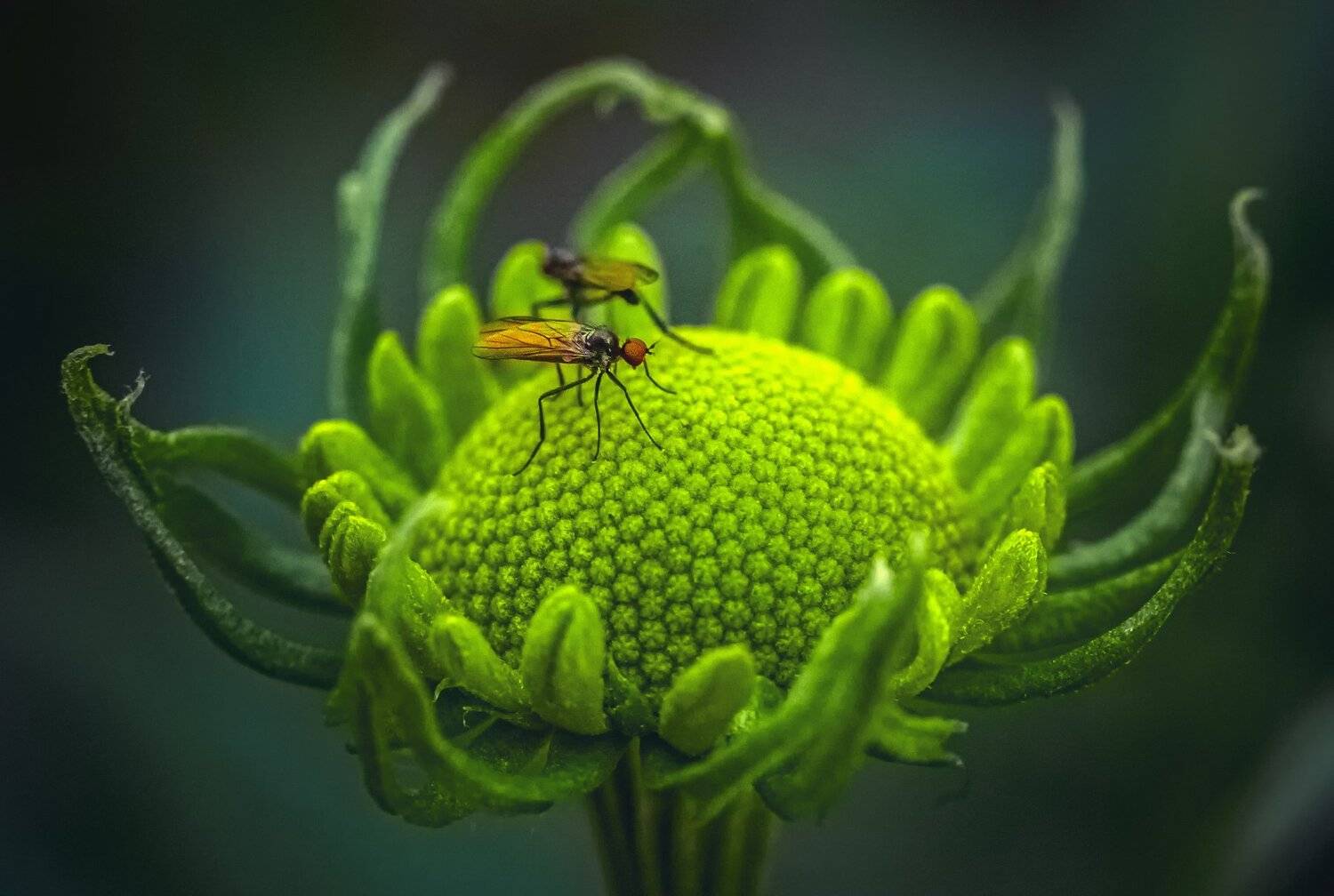 , Рут Андрей