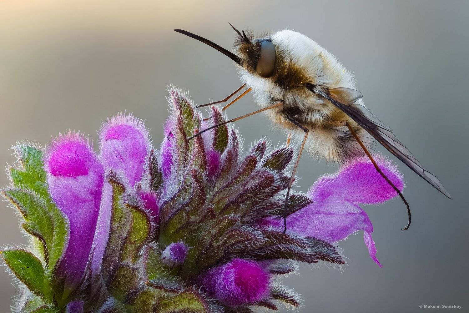 макро,стекинг,вега-11у,весна,жужжало, Максим Сумской