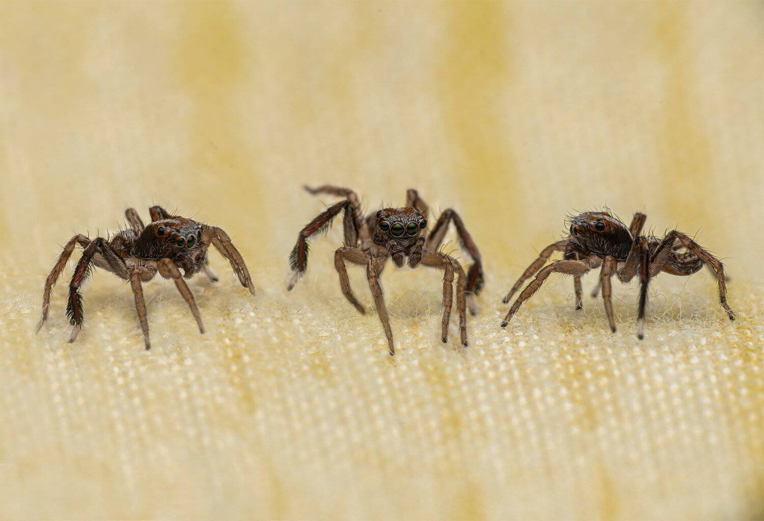 ceclii, macro, nikon d3400, Tsvetan Ganev