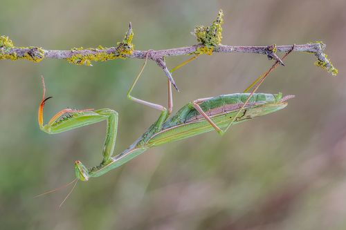  Praying mantis