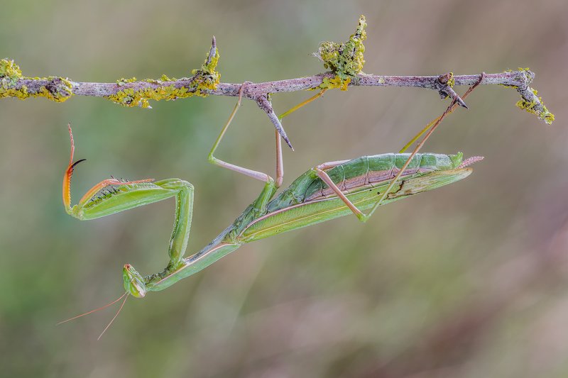 macro  Praying mantis фото превью