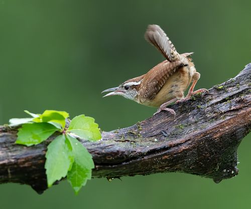 Крапивник Каролинский - Carolina Wren