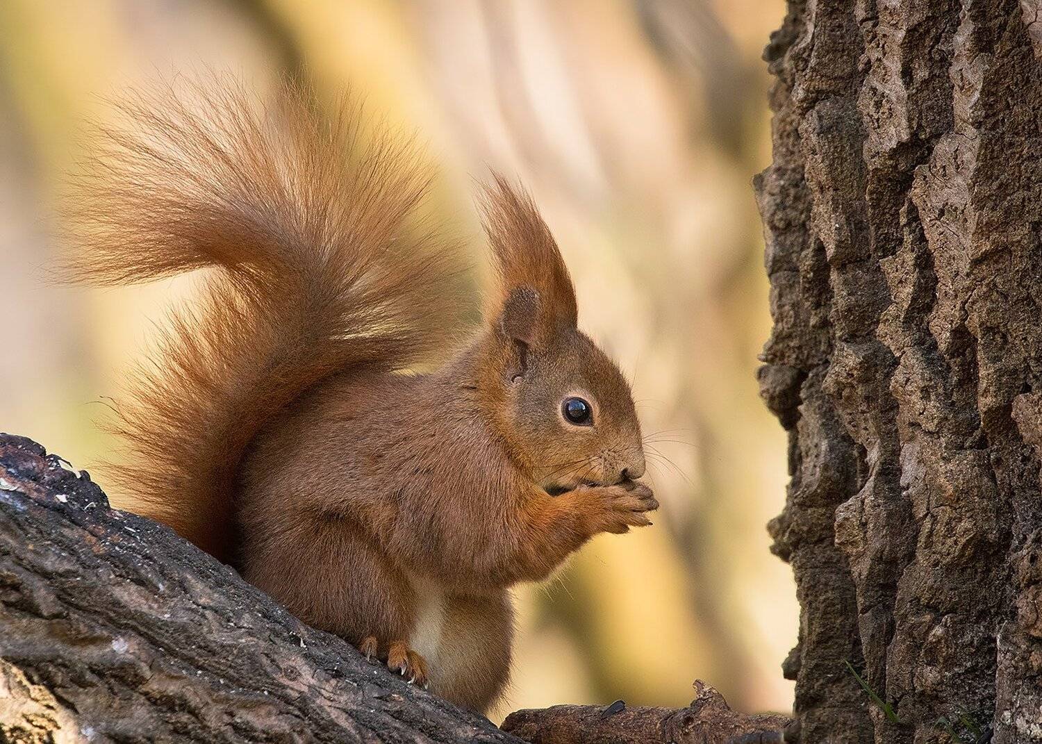 , Robert Adamec