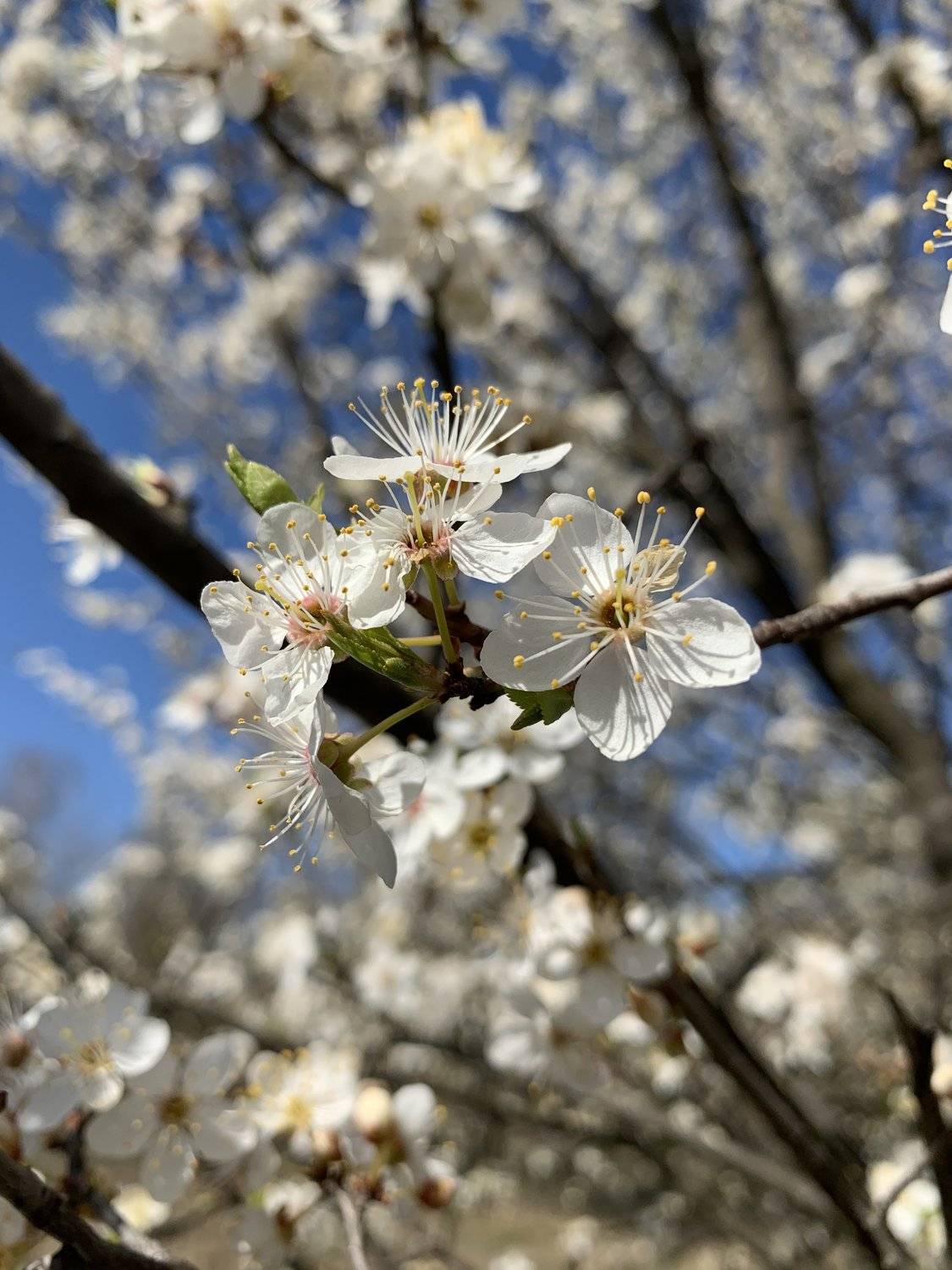 апрель, весна, природа, цветение, Татьяна