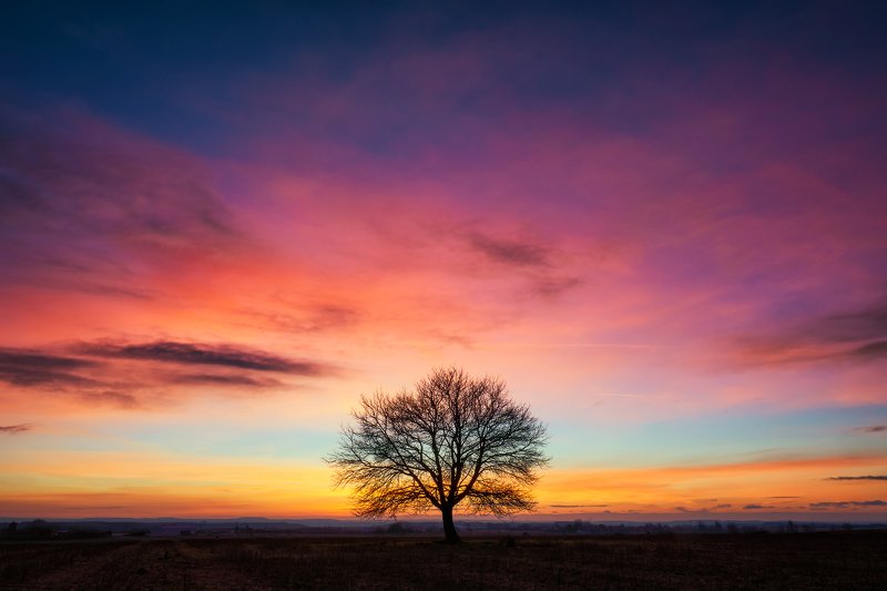 landscape Tree фото превью