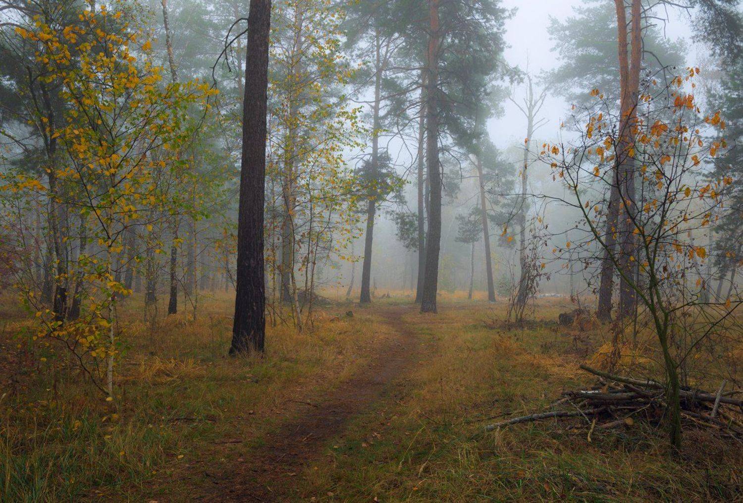 лес, осень, ноябрь, туман, Галанзовская Оксана