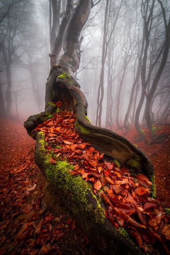 Magical tree