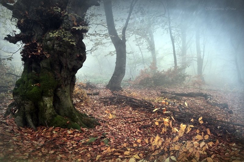 Mystic forest 2 фото превью