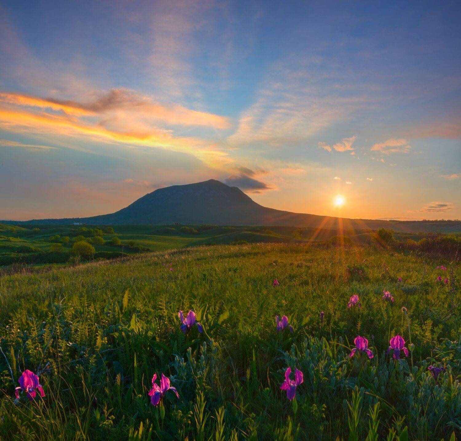 ирисы,весна,закат,пейзаж, Елена Брежицкая