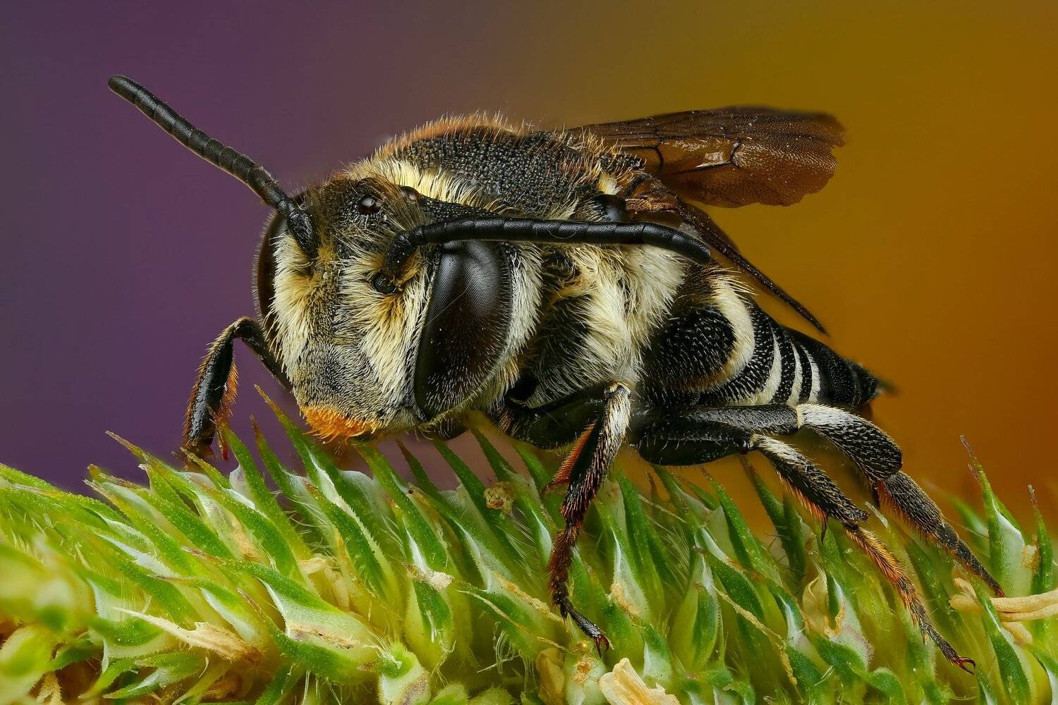 оса,макро,природа,фиолетовый,цвет,зеленый,растение, Андрей Шаповалов