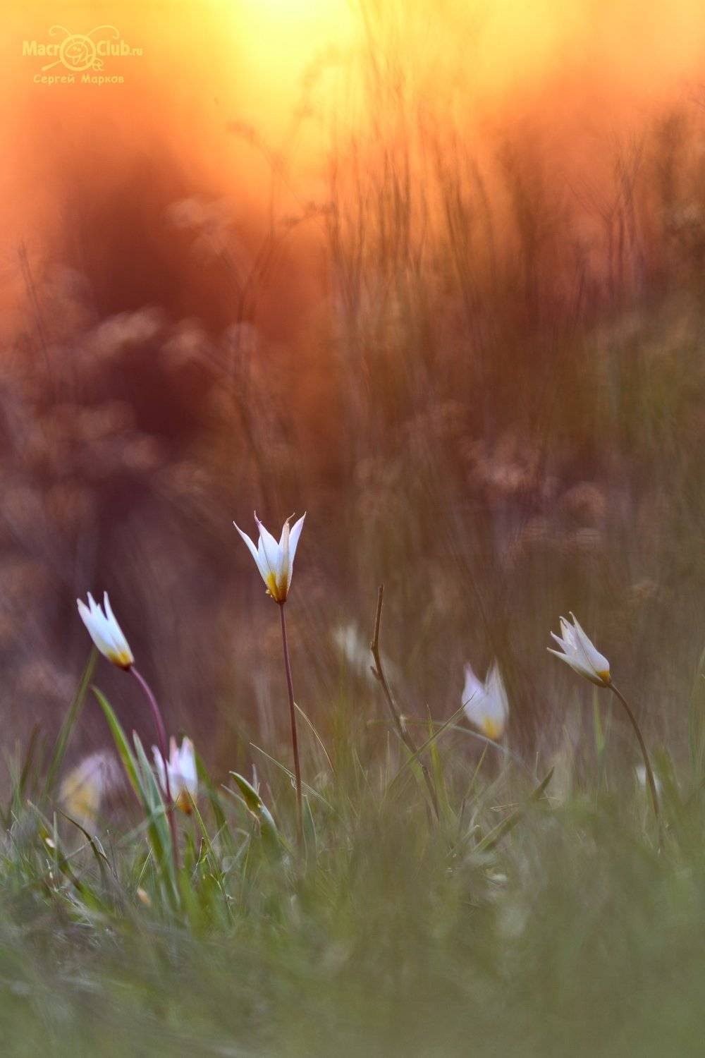 тюльпан,дубравный,биберштейна,tulipa,biebersteiniana,солнце,закат,quercetorum,самарский, лес,tricolor,niphontiana, Sergii Markov