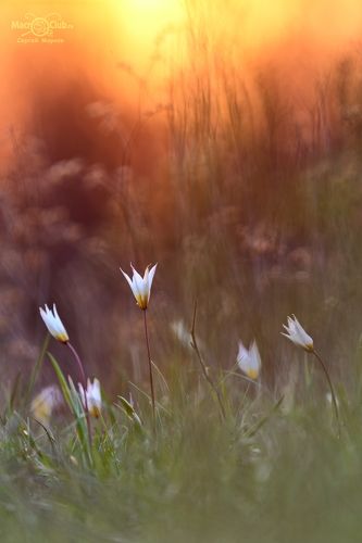 Вечерняя позолота