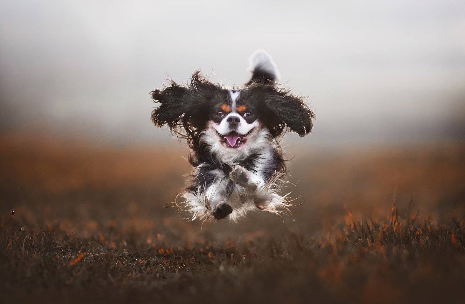 , Alena Trojanovičov&aacute;